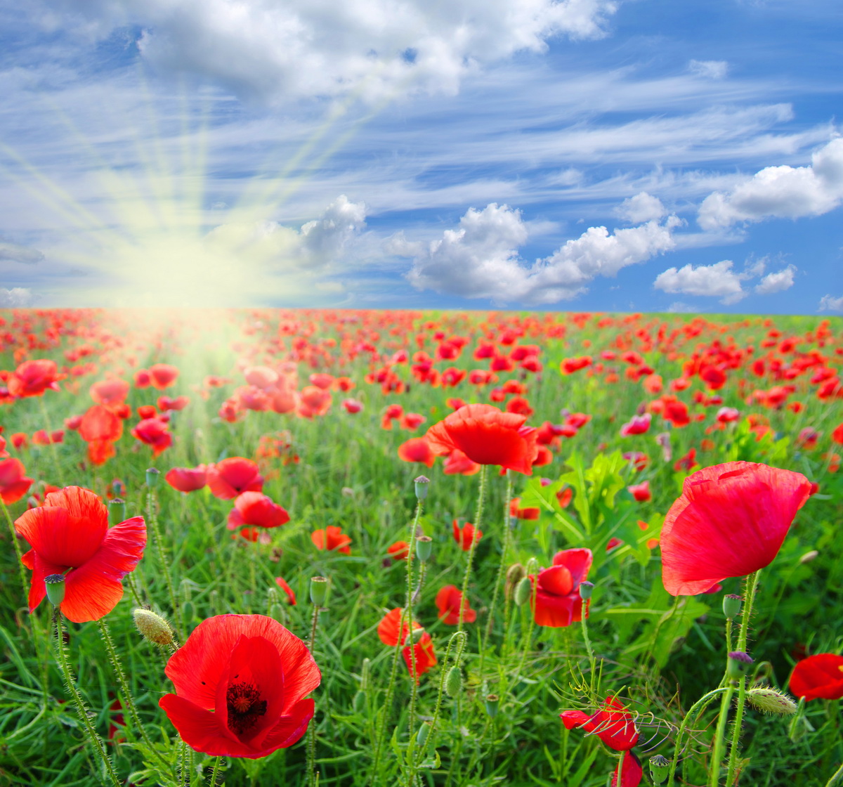 9 мая – День памяти жертв II мировой войны